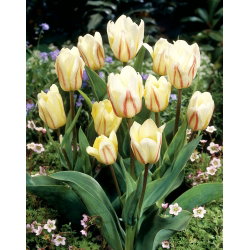 Tulipan White Fire - duża paczka! - 50 cebulek