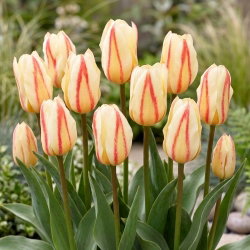 Tulipan White Fire - 5 cebulek