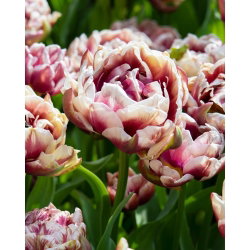 Tulipan Wyndham - GIGA paczka! - 250 cebulek