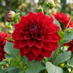 Dalia czerwona - Dahlia Red