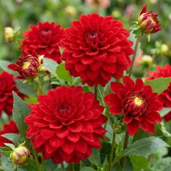Dalia czerwona - Dahlia Red