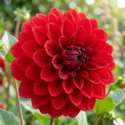 Dalia - Arnhem