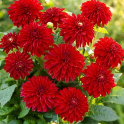 Dalia - Melody Mambo - GIGA paczka! - 50 szt.