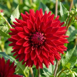 Dalia - Melody Mambo - duża paczka! - 10 szt.