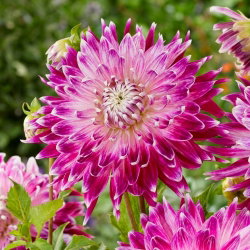 Dalia - Vancouver - GIGA paczka! - 50 szt.