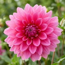 Dalia różowa - Dahlia Pink - duża paczka! - 10 szt.
