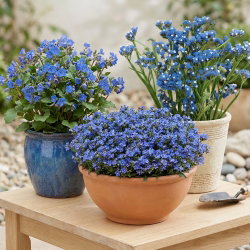 Indian Ocean - zestaw 3 odmian nasion kwiatów