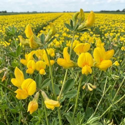 Komonica zwyczajna - 1 kg