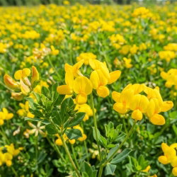 Komonica zwyczajna - 1 kg