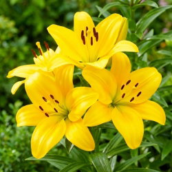 Lilia - Lentella - 1 cebulka