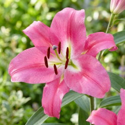 Lilia drzewiasta - Robina - GIGA paczka! - 50 szt.