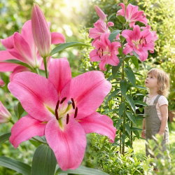 Lilia drzewiasta - Robina - GIGA paczka! - 50 szt.