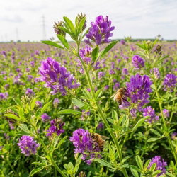 Lucerna siewna Plato - 0,5 kg