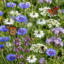 Mieszanka roślin miododajnych - 1 kg (na 10 arów uprawy) - zgodna z wytycznymi MRiRW - ekoschematy, nasiona na dotacje ARiMR