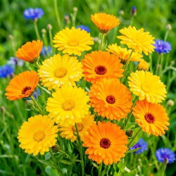 Nagietek lekarski - roślina miododajna - 100 gram