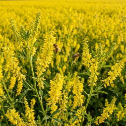 Nostrzyk żółty dwuletni - 1 kg - 560000 nasion