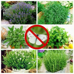 Zestaw roślin odstraszających szkodniki - bielinek kapustnik - 6 gatunków nasion