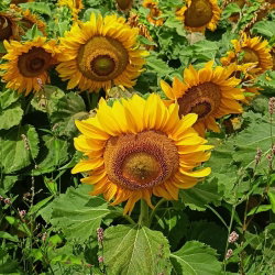 Słonecznik ozdobny Sunspot - karłowy - nadaje się do uprawy na dopłaty - 1 kg
