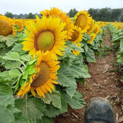 Słonecznik ozdobny Sunspot - karłowy - nadaje się do uprawy na dopłaty - 100 gram