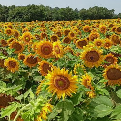 Słonecznik ozdobny Sunspot - karłowy - nadaje się do uprawy na dopłaty - 100 gram