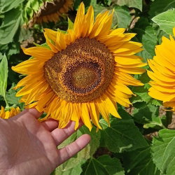 Słonecznik ozdobny Sunspot - karłowy - nadaje się do uprawy na dopłaty - 100 gram