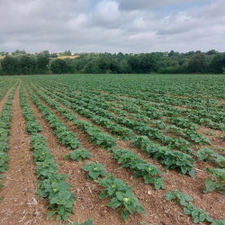 Słonecznik ozdobny Sunspot - karłowy - nadaje się do uprawy na dopłaty - 100 gram