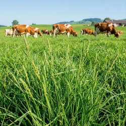 Mieszanka traw pastewnych - Pastwiskowa, bez motylkowatych KP-10 - 5 kg