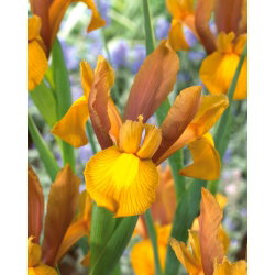 Irys holenderski - Bronze Riviera - 10 cebulek