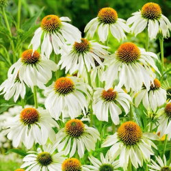 Jeżówka biała - White Swan - 1 kłącze