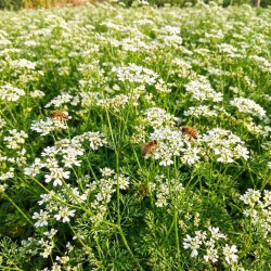 Kolendra siewna - ekoschematy miododajne, dotacje ARiMR - 1 kg nasion