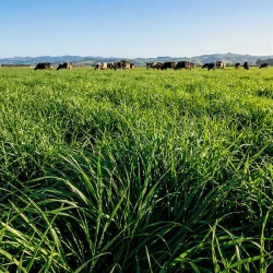 Mieszanka traw pastewnych - Kośno - kiszonkowa, szybko rosnąca KP-1 Turbo Typ Jary  - 10 kg