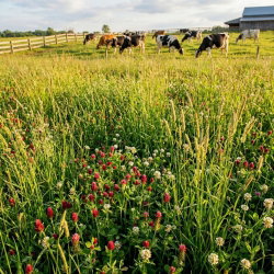 Mieszanka traw pastewnych - Łąkowa KŁ-5 - 5 kg