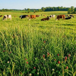 Mieszanka traw pastewnych - Łąkowo-pastwiskowa ŁP-16 - 5 kg