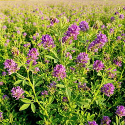 Lucerna siewna Algonquin - 1 kg