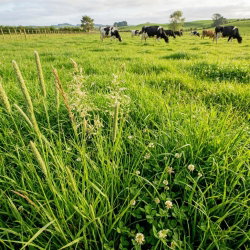 Mieszanka traw pastewnych - Pastwiskowa KP-7 - 10 kg