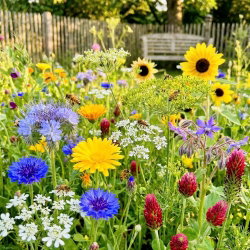 Mieszanka roślin pochłaniających SMOG - 10 kg