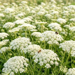 Marchew dzika, marchew zwyczajna - na naturalną łąkę kwietną - 100 g