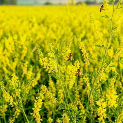Nostrzyk lekarski żółty - roślina miododajna - 100 gram