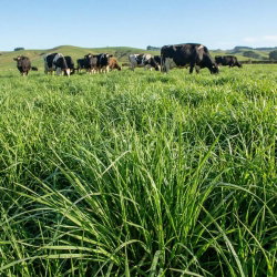 Mieszanka traw pastewnych - Podsiewowa KS-14 - 10 kg