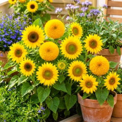 Słonecznik ozdobny karłowy - mieszanka odmian - 100 g