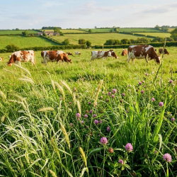 Mieszanka traw pastewnych - Łąkowa TŁ-9 - 10 kg