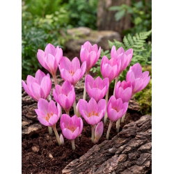 Krokus Jesienny Zonatus - GIGA paczka! - 500 szt.