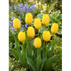 Tulipan Golden Apeldoorn - 5 cebulek
