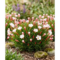 Oxalis - Szczawik Versicolor - 2 bulwy