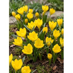 Sternbergia - Żółty zimowit - 1 cebula