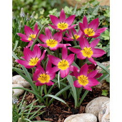 Tulipan botaniczny - Eastern Star - duża paczka! - 50 szt.