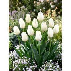 Tulipan Hakuun - mieszaniec Darwina - 5 cebulek
