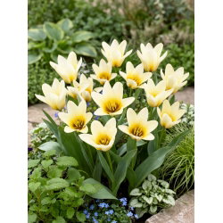 Tulipan niski - Concerto - duża paczka! - 50 szt.