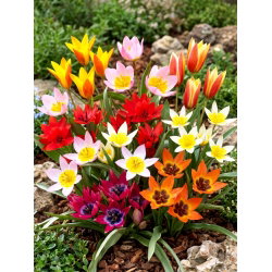 Tulipan botaniczny - niski - kolorowa mieszanka - 5 cebul