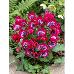 Tulipan Little Beauty - duża paczka! - 50 szt.